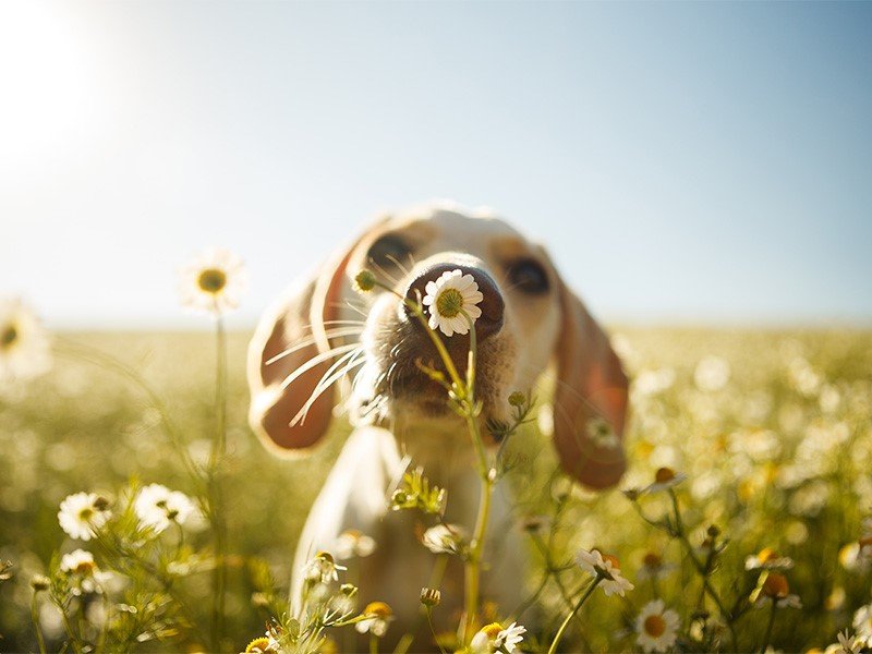 Life Extension, a dog in a green field on a sunny day sniffing flowers